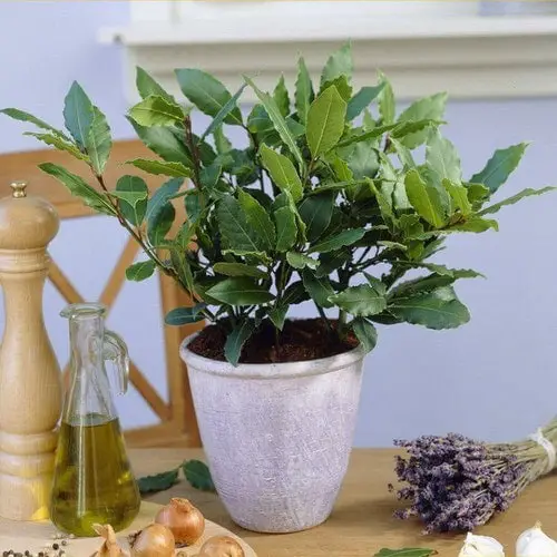 Best Tea Herbs to Make a Tea Herb Garden