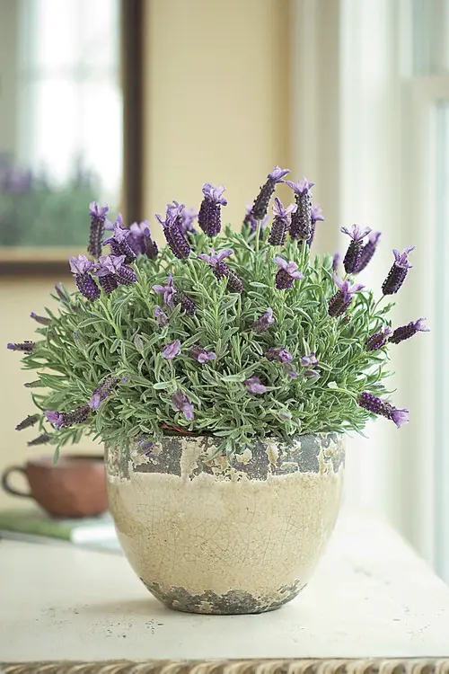 Most Popular Houseplants According to TikTok