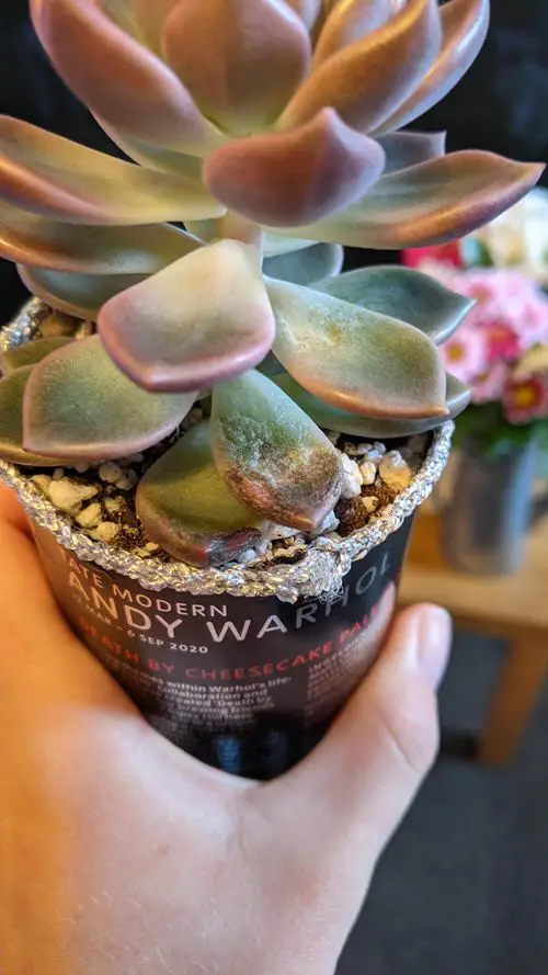 Succulent Problems and Solutions 03