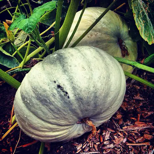 Different Types of Pumpkin Varieties 21