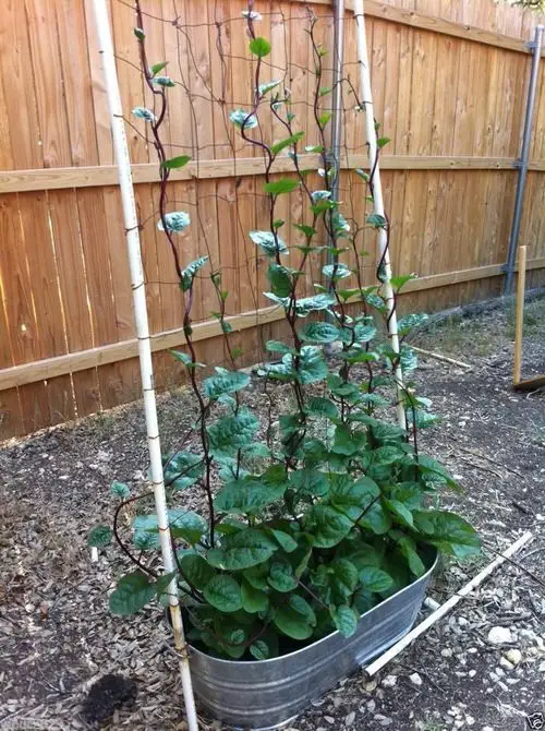 Vegetables to Grow in Vertical Planters 