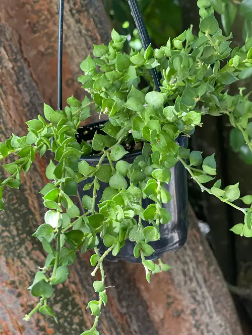 The Greatest Hanging String Succulents