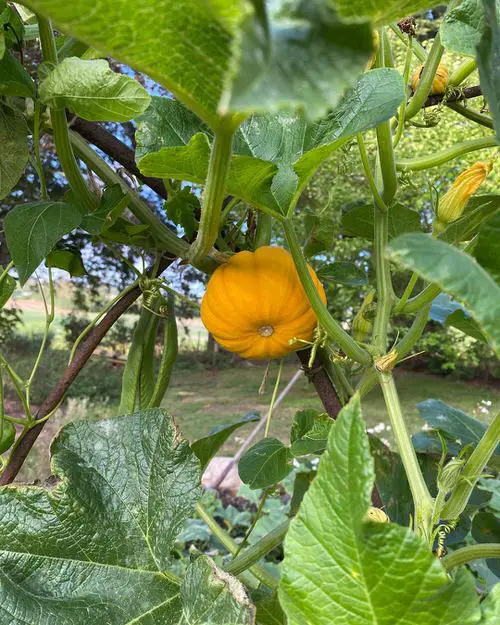 Different Types of Pumpkin Varieties 13