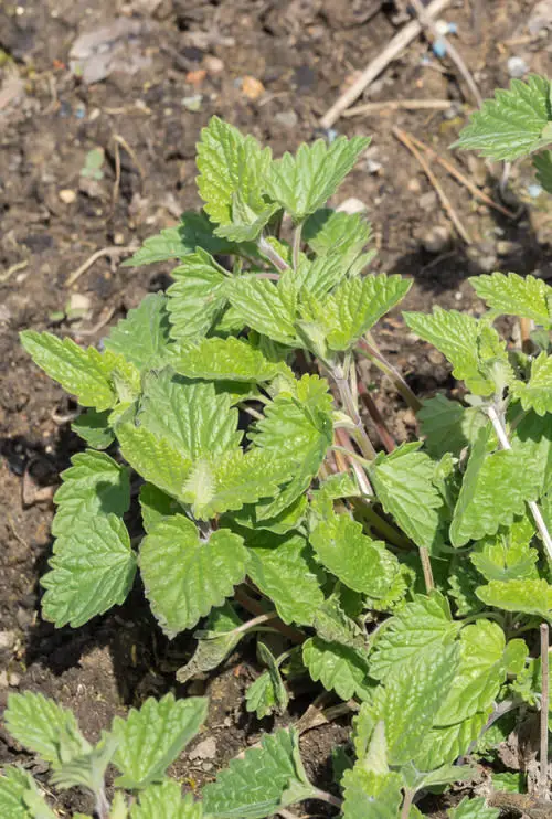 Herbs You Can Grow From Layering