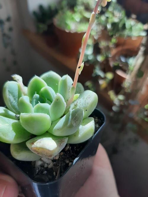 Succulent Problems and Solutions 09