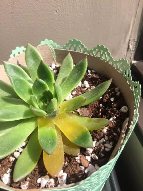 Succulent Problems and Solutions 01