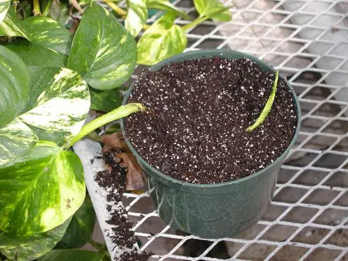 Growing Pothos in Soil from Layering 