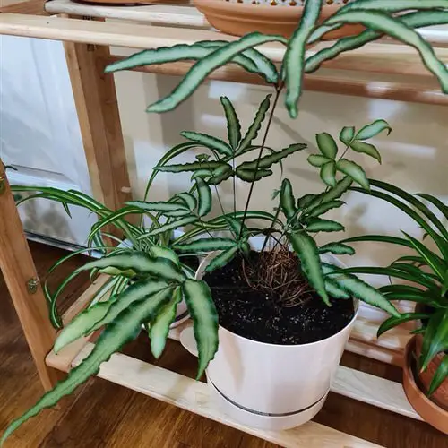 Pteris Cretica Care 3