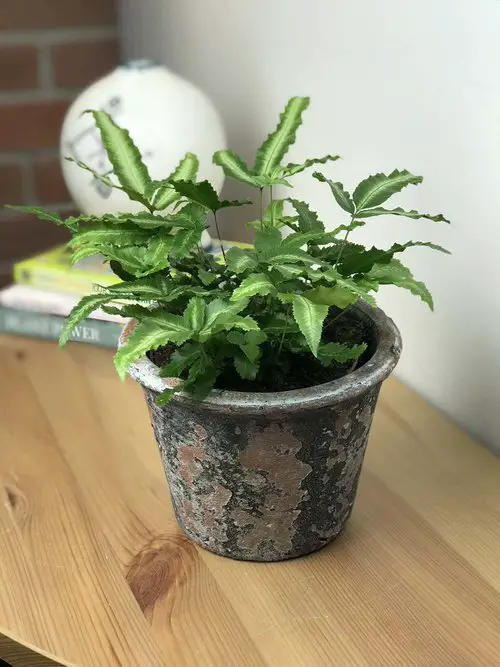 Pteris Cretica Care