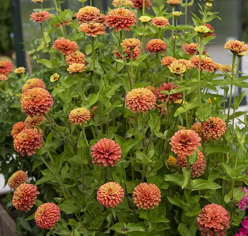 Best Types of Zinnia Varieties 11