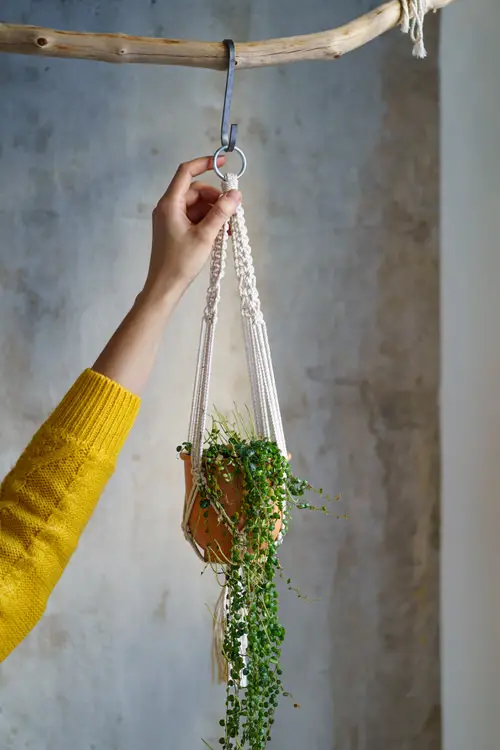 Plants to Grow in Macramé Plant Hangers