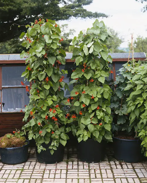 Amazing  Vegetables to Grow in Vertical Planters 4