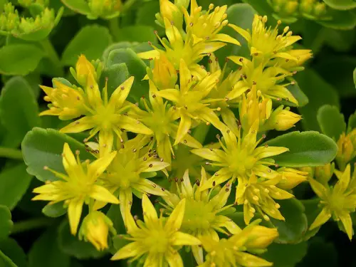 Flowers that Don't Need Deadheading