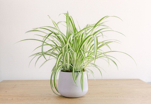 Spider Plant Care