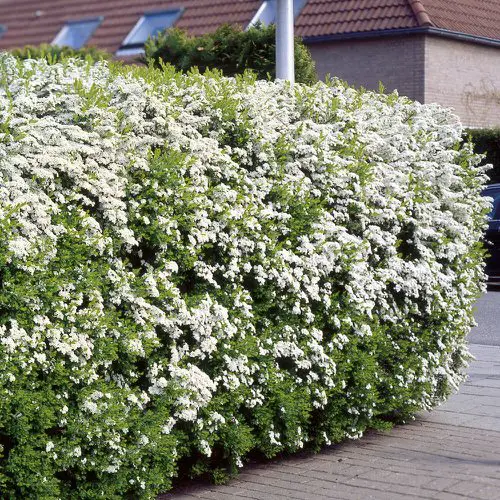 The Greatest Plants for Hedging
