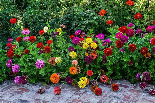 Best Types of Zinnia Varieties 12