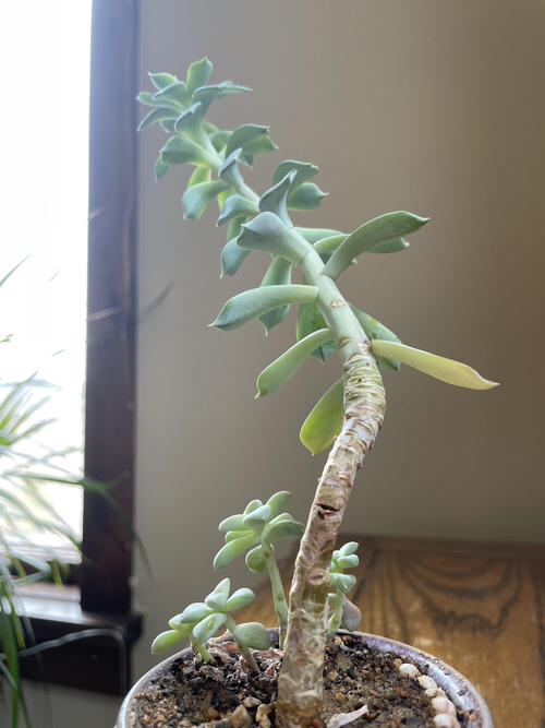 Common Succulent Problems and Solutions 4