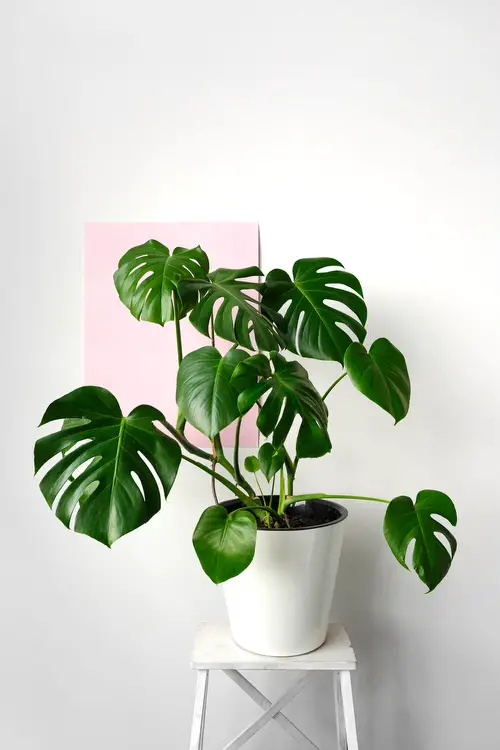 Most Popular Houseplants According to TikTok 4
