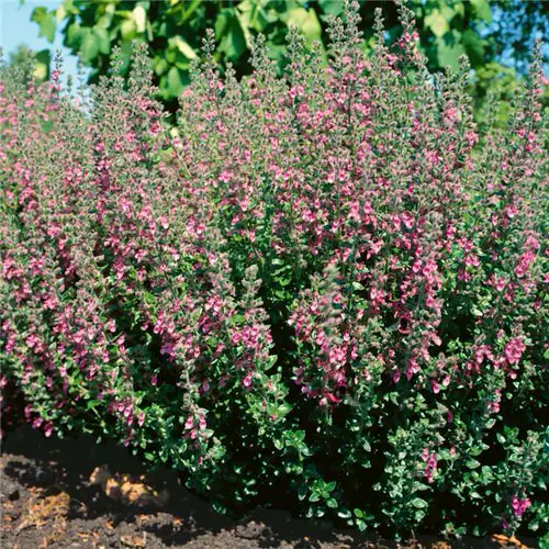 The Greatest Plants for Hedging