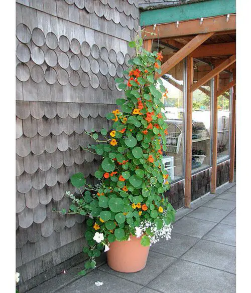 Best Vegetables to Grow Vertically garden
