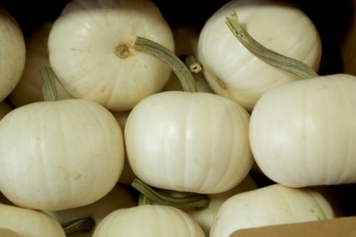 Different Types of Pumpkin Varieties 4