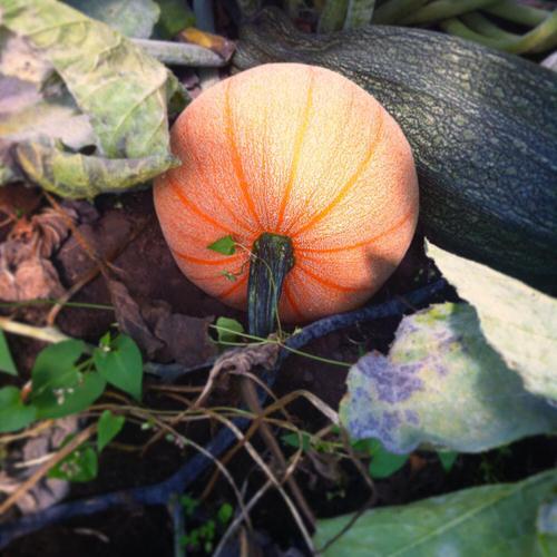 Different Types of Pumpkin Varieties 10