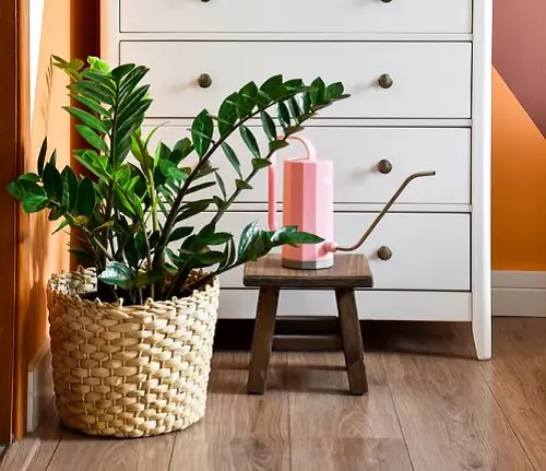 top Indoor Plants that Don't Need Water Before a Month