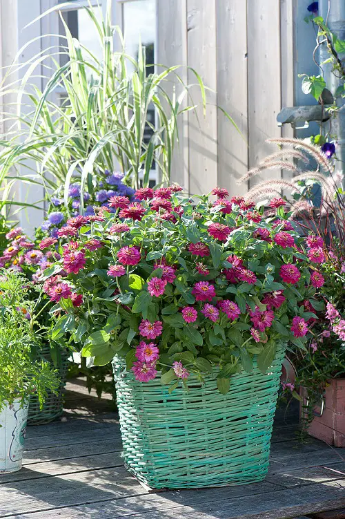 Pink Flower Types for a Garden 