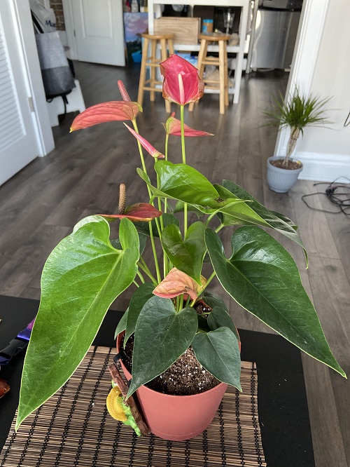 What Stops Anthuriums from Flowering
