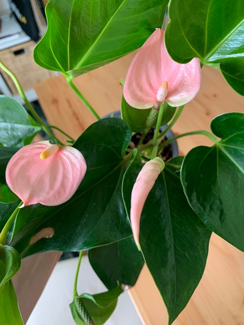 How to Force Anthuriums to Bloom Faster