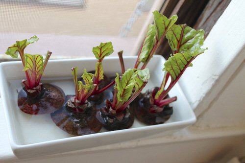 Edibles You Can Grow in Water