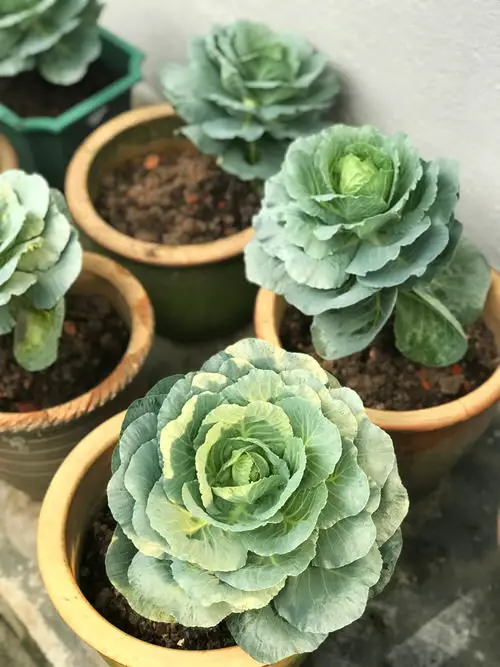 Cabbage Growing Tips No One Will Tell You 2