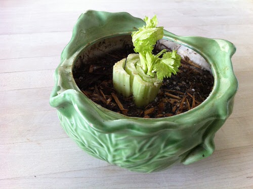 Vegetables that Grow from Leaves 2
