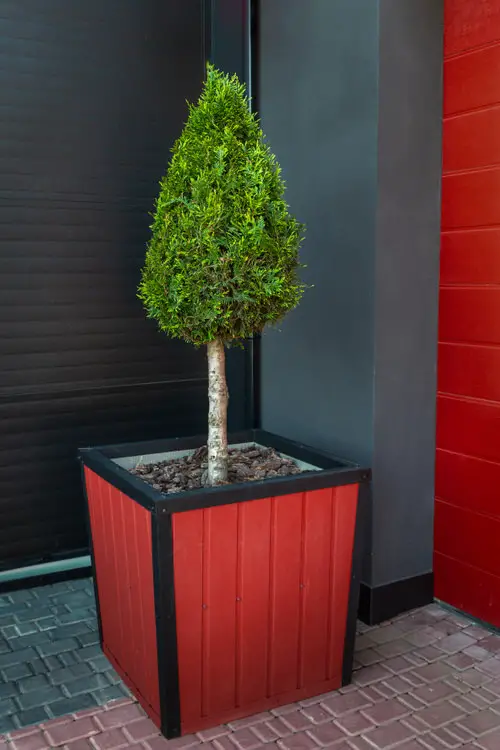 Best Entrance Plants Pictures 44