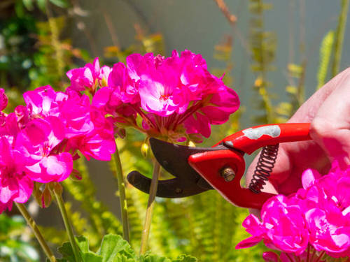 Quick Tips to Keep Geraniums Blooming 2