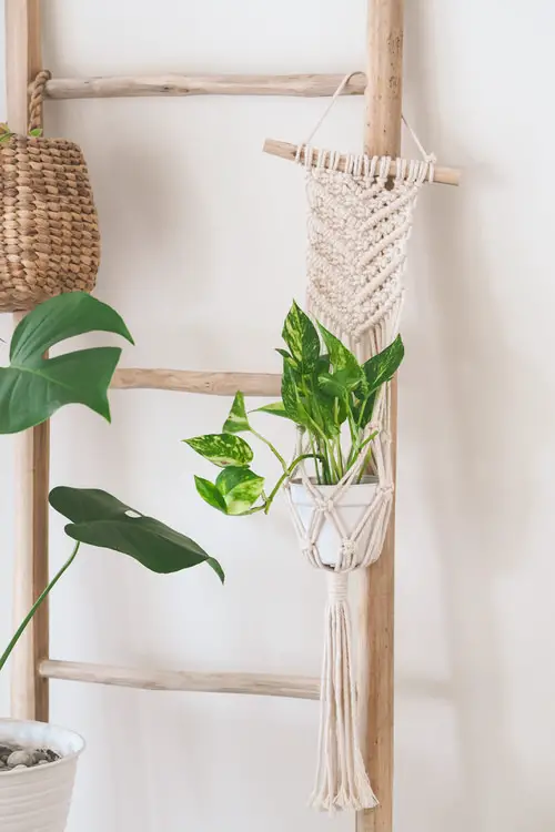 Plants to Grow in Macramé Plant Hangers 2