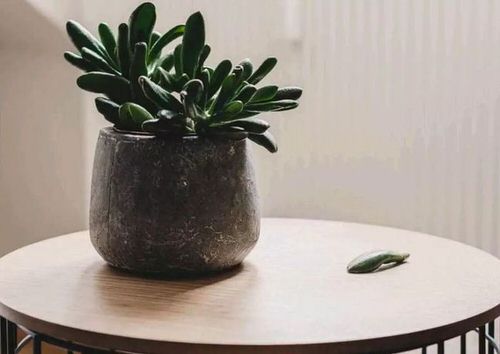 Tips for Never Ever Killing a Succulent Don't Grow Them in Dark