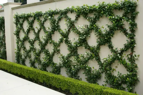 Choose Climbers Over Hedges