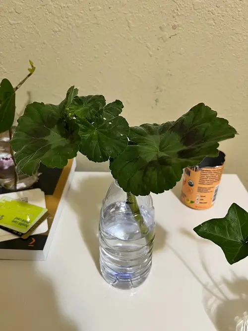 Geranium Cuttings in Water