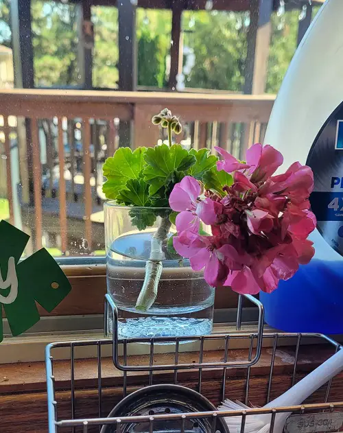 Geranium Cuttings in Water