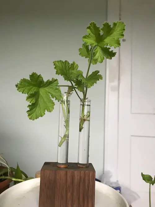 Geranium Cuttings in Water