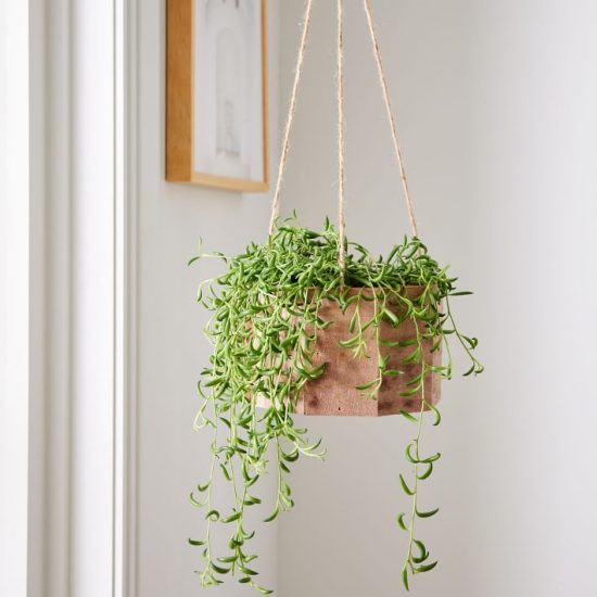 How to Grow String of Bananas Succulent