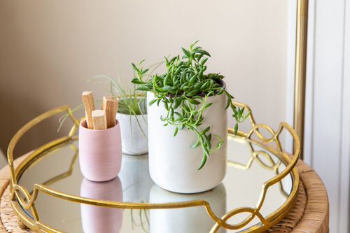 How to Grow String of Bananas Succulent 2