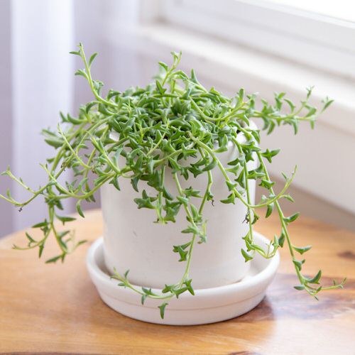 string of dolphins Look Like Animals
