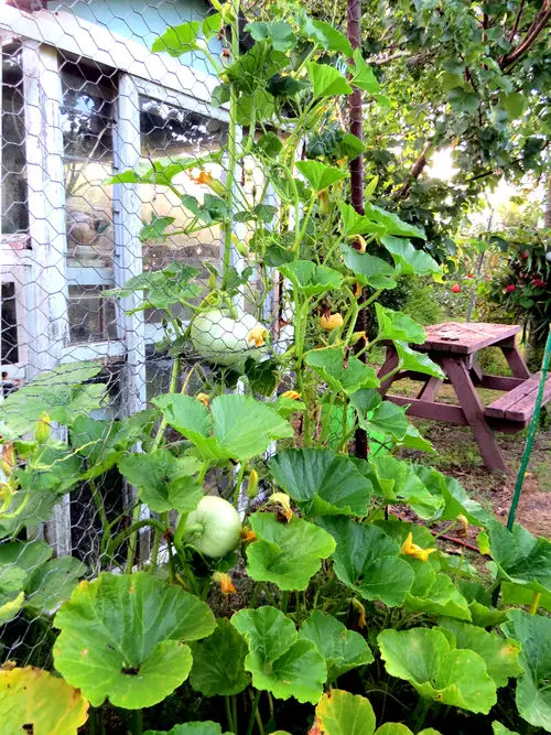 Best Vegetables to Grow Vertically
