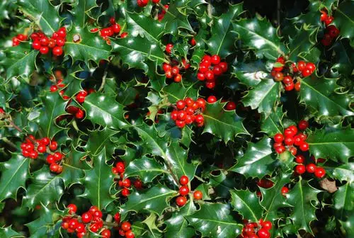 Prickly Leaves holly 5