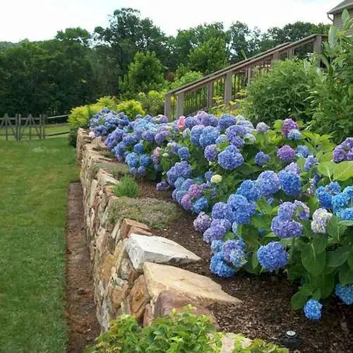 blue flower  Greatest Plants for Hedging
