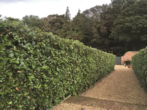 Greatest Plants for Hedging