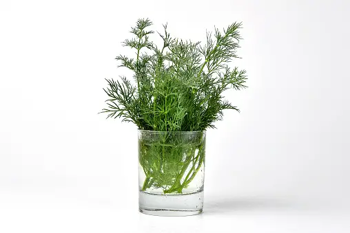 Edibles You Can Grow in Water 10