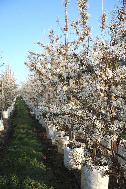 Top Hedging Plants in yard